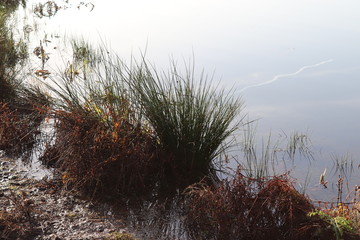 Plants in Autumn Pond 
