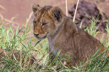 Lions of the Serengeti - 1779