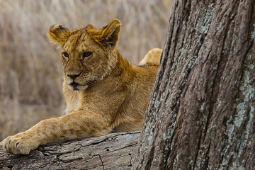 Lions of the Serengeti - 2136