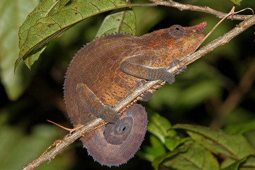Männliches Kurzhorn-Chamäleon