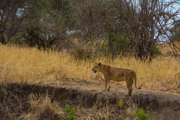Lions of the Serengeti - 4008