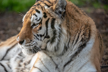 Amur Tiger