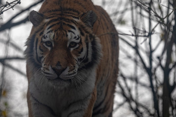 Amur Tiger