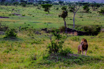 Lions of the Serengeti - 8924