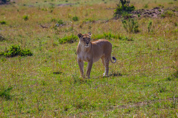 Lions of the Serengeti - 9089