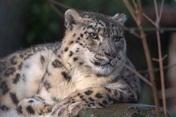 Obraz na płótnie Canvas Snow Leopard