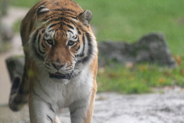Amur Tiger