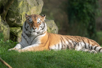 Amur Tiger