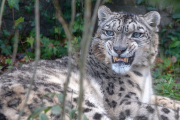 Snow Leopard