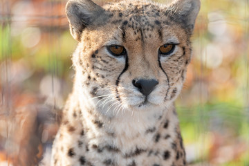 Cheetah