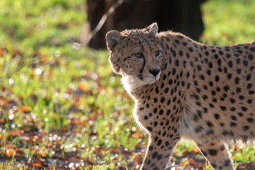 Cheetah