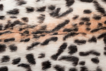 Natural animal fur background texture.  Wool spotted pattern close-up
