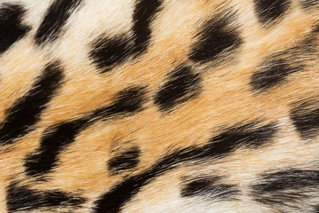 Natural animal fur background texture.  Wool spotted pattern close-up