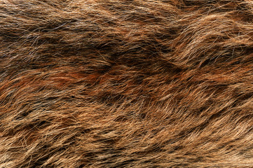 Natural animal fur background texture. brown wool close-up