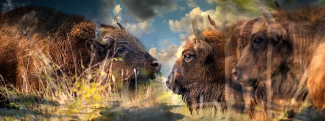 Foto op Plexiglas Bison bonasus - Europese bizon - Milovice, Tsjechië © Vera Kuttelvaserova