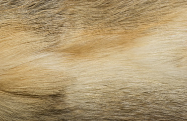 Natural animal fur background texture. yellow fox wool close-up