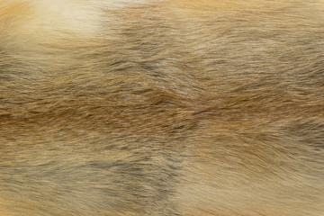 Natural animal fur background texture. yellow fox wool close-up