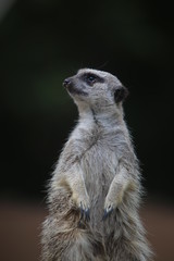 Fototapeta premium Cute pictures of various animals.