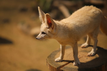 Cute pictures of various animals.