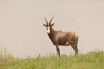 African Blesbok