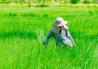 A farmer is remove weed grass. In the rice field of rural Thailand.