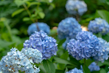 Hydrangeas at Meigetsuin, Kamakura, Kanagawa, Japan 鎌倉 明月院の紫陽花
