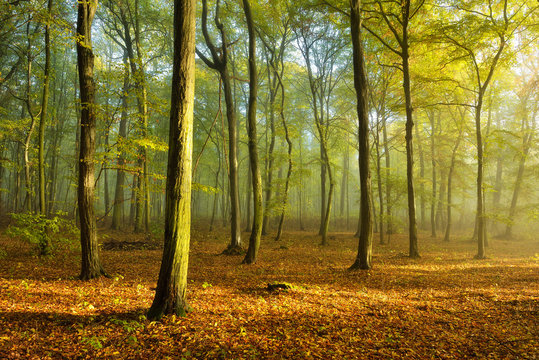 Fototapeta Sunny Natural Forest in Early Autumn with some Morning Fog