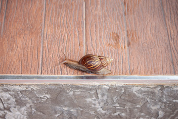 Snails walk slowly in the morning on the tiled floor.