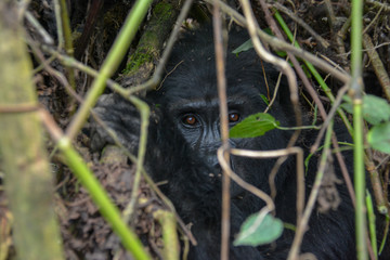 Mountain Gorilla peaking through the jungle
