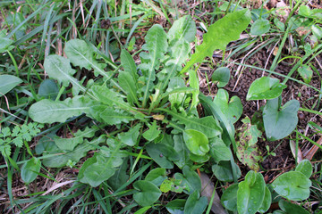 Foglie verdi di  Tarassaco Taraxacum