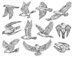 Birds of prey sketches. Eagle, falcon and hawk