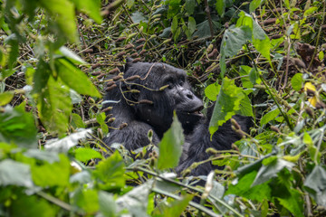 Fototapeta premium Silverback Mountain gorilla eating in the near distance
