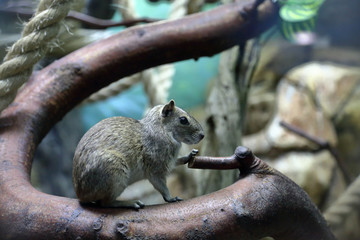 Cute gray rodent Moco or Rock Cavy Kerodon Rupestris on a branch