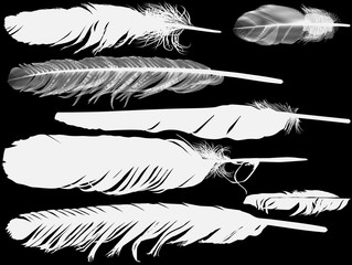 seven light feathers set isolated on black