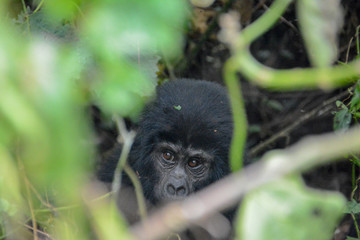 Baby mountain gorilla peaking through the jungle foliage