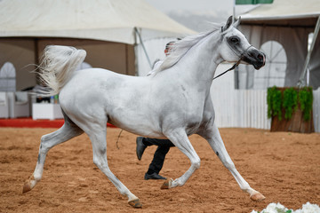 The Arabian Horse 