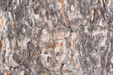 The texture of the tree bark,natural background