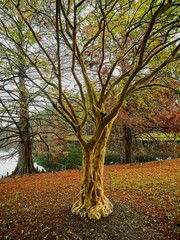 Fototapeta premium Fall Tree in Red and Green