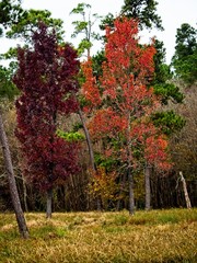 Naklejka premium Red and Orange Fall Trees