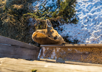 a small baby deer stands near a grain feeder, Altai, Russia