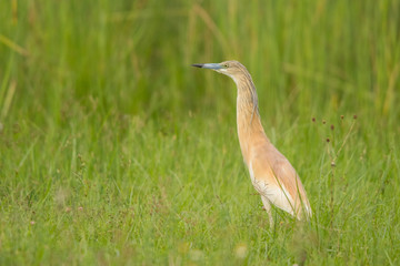 Squacco Heron / Ardeola ralloides
