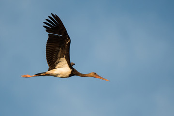 Black Stork / Ciconia nigra