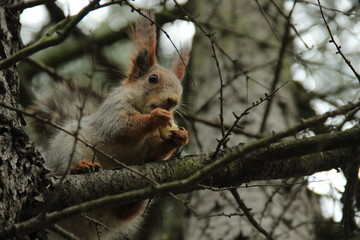 squirrel on tree