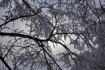 Rime frost on bare trees upward through the breaking clouds