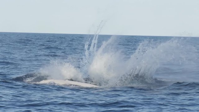 180p slow motion clip of a humpback whale calf head only breach at merimbula in new south wales, australia
