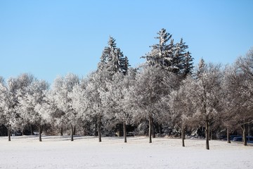 Rime frost on row of trees