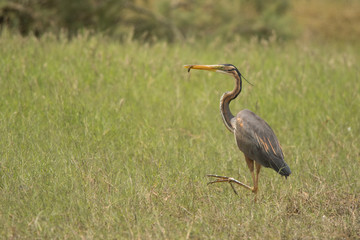 Obraz na płótnie Canvas Purple Heron / Ardea purpurea