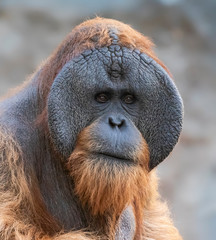 Close-up of an old male Orangutan