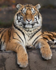 Naklejka na ściany i meble Close up view of a Siberian tiger (Panthera tigris altaica)