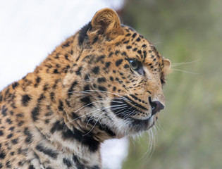 Close-up view of a young Chinese Leopard (Panthera pardus japonensis)